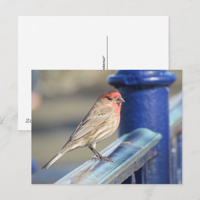 Postcard - Roter Sparrow auf blauem Zaun Postkarte (Vorne/Hinten)