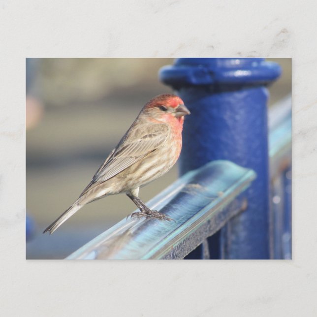 Postcard - Roter Sparrow auf blauem Zaun Postkarte (Vorderseite)