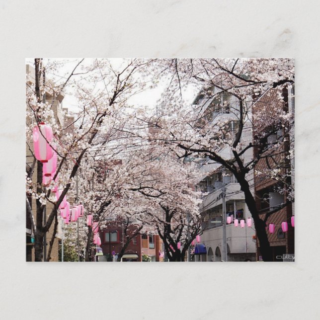 Postcard Sakura im Kirschblossom von Tokio, Japan Postkarte (Vorderseite)