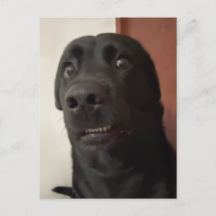 Postcard Sced Dog Meme Postkarte