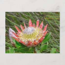 Postcard - Schöne Protea in Kapstadt Postkarte