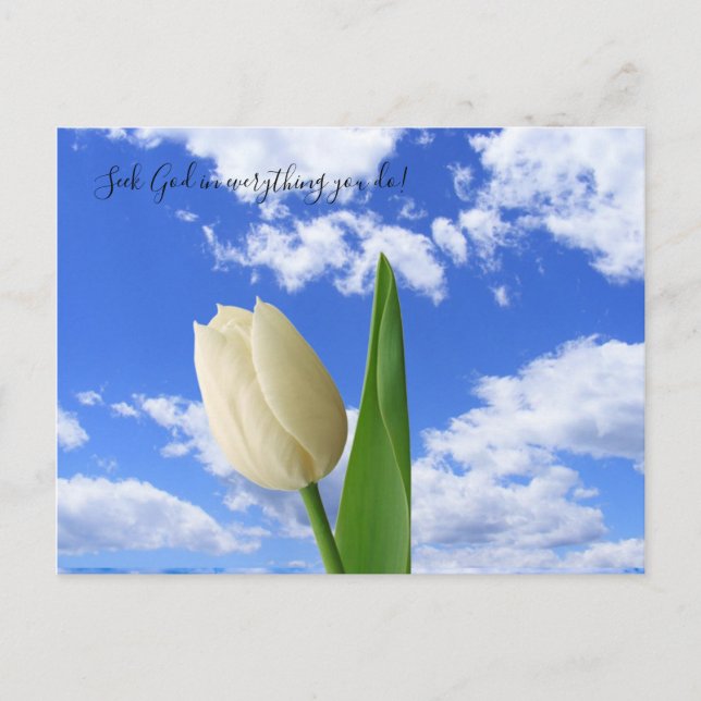 Postcard Seek God White Tulip Blue Sky Postkarte (Vorderseite)