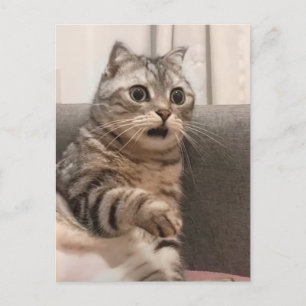 Postcard Shoted Cat Meme Postkarte
