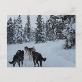 Postcard Siberian Husky Safari Postkarte