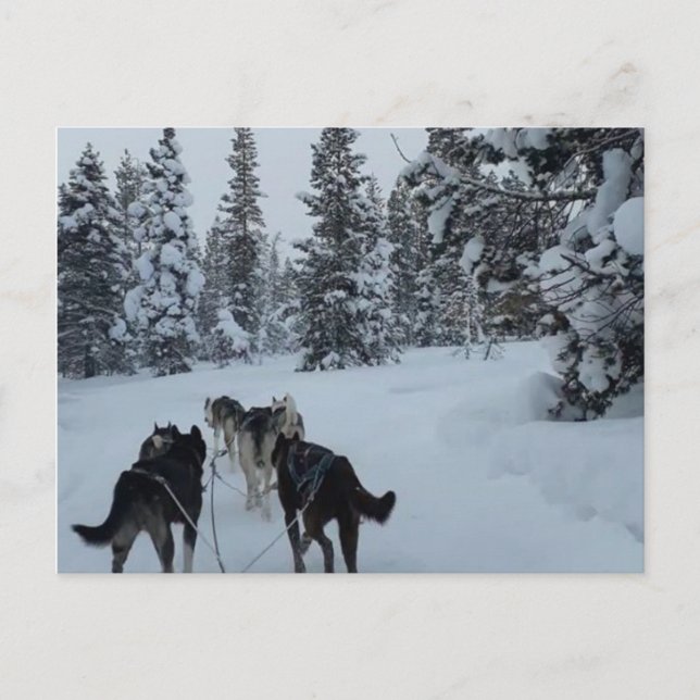 Postcard Siberian Husky Safari Postkarte (Vorderseite)
