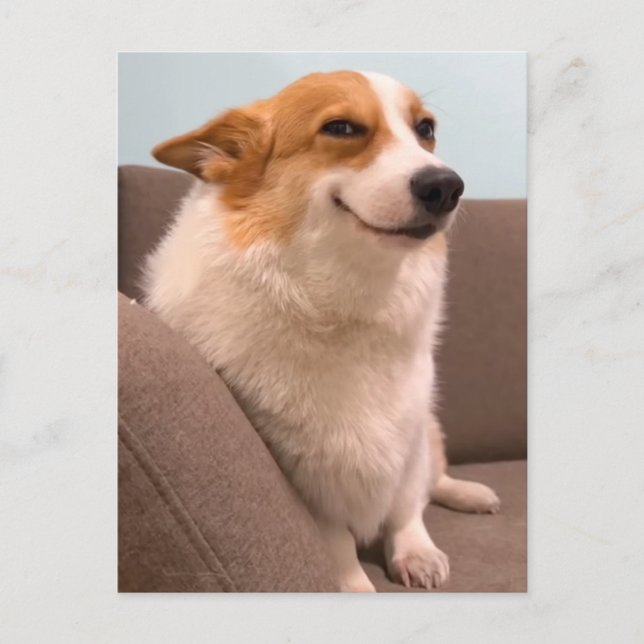 Postcard Smiling Corgi Meme Postkarte (Vorderseite)