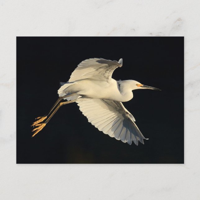 Postcard - Snowy egret flyby Postkarte (Vorderseite)