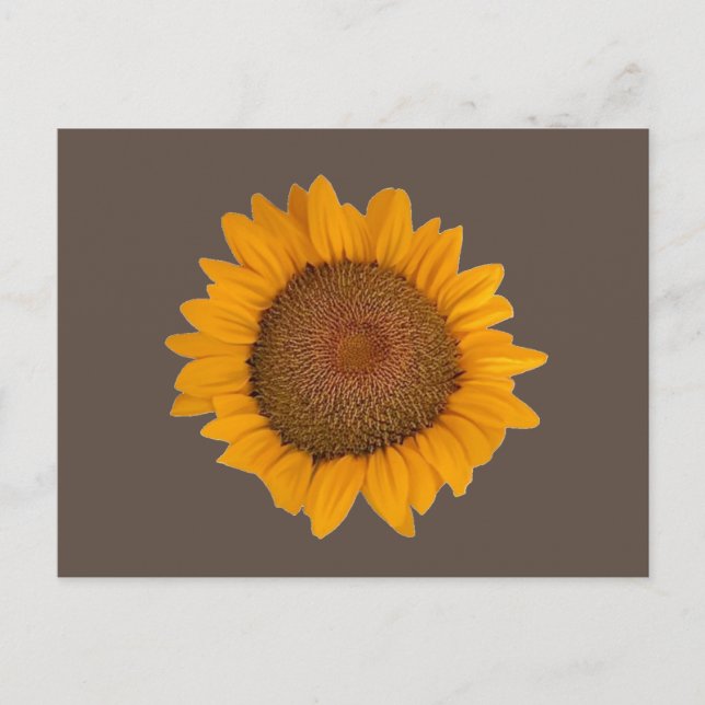 Postcard Sunflower Postkarte (Vorderseite)