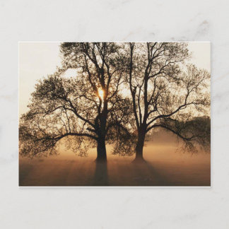 Postcard, Tree Postkarte