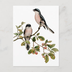 Postcard - Two Birds Postkarte
