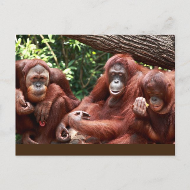 PostCard über Orangutans für Cindy Noodleberry Postkarte (Vorderseite)