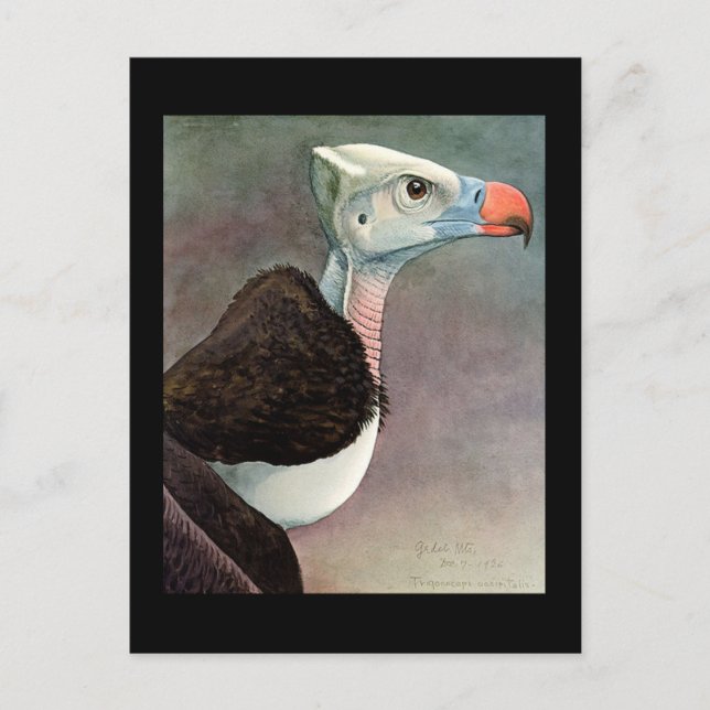 Postcard-Vintag Chicago Art-Abyssinian Birds 12 Postkarte (Vorderseite)