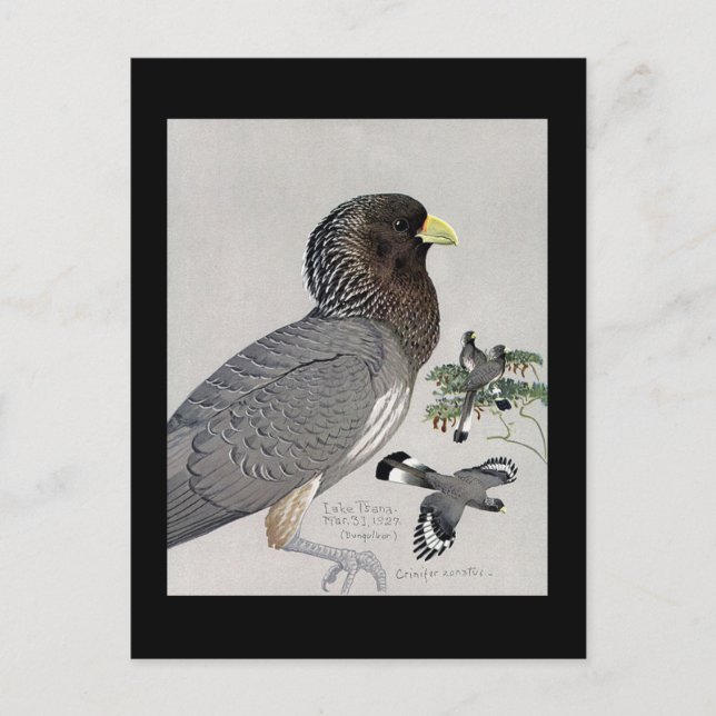 Postcard-Vintag Chicago Art-Abyssinian Birds 14 Postkarte (Vorderseite)