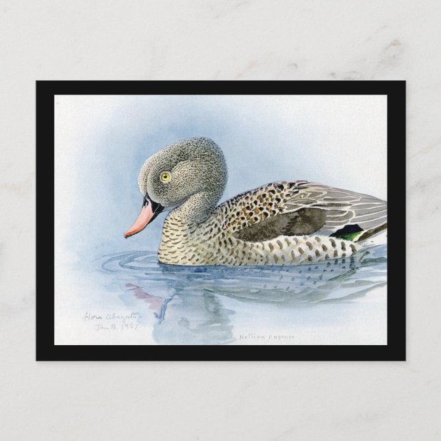 Postcard-Vintag Chicago Art-Abyssinian Birds 7 Postkarte (Vorderseite)