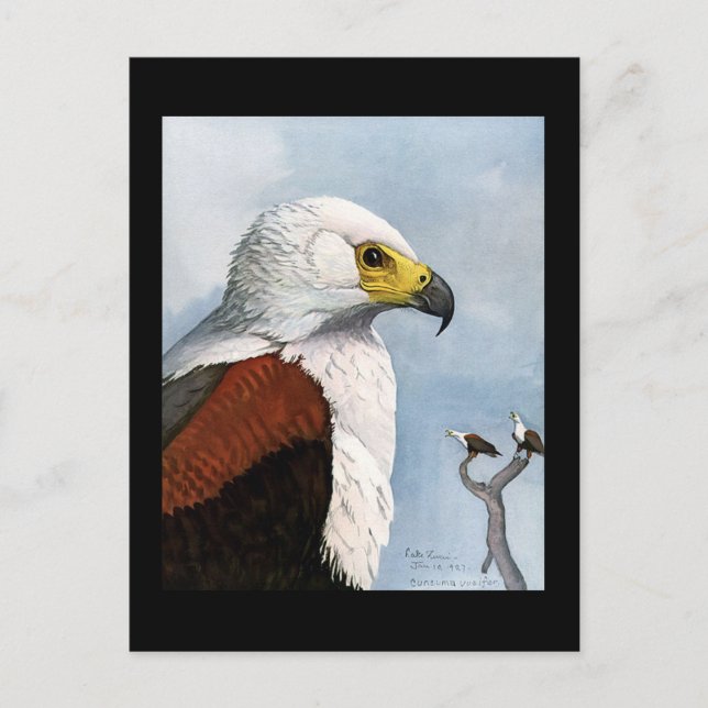 Postcard-Vintag Chicago Art-Abyssinian Birds 9 Postkarte (Vorderseite)