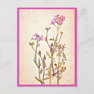 Postcard-Vintag Illustration-Beatrix Potter 1 Postkarte