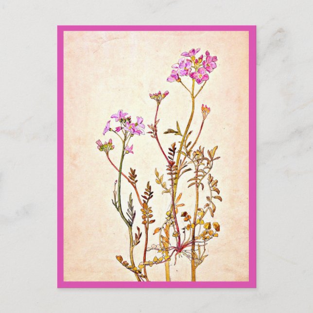 Postcard-Vintag Illustration-Beatrix Potter 1 Postkarte (Vorderseite)