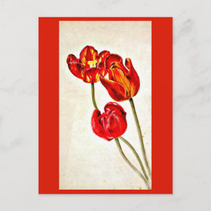 Postcard-Vintag Illustration-Beatrix Potter 5 Postkarte