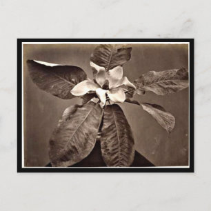 Postcard-Vintage Fotografie-Charles Aubry 24 Postkarte