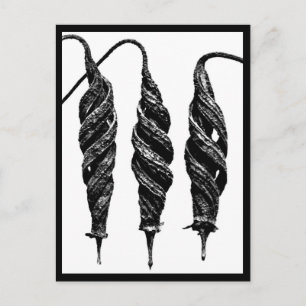 Postcard-Vintage Fotografie-Karl Blossfeldt 11 Postkarte