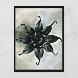 Postcard-Vintage Fotografie-Karl Blossfeldt 15 Postkarte