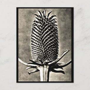 Postcard-Vintage Fotografie-Karl Blossfeldt 19 Postkarte
