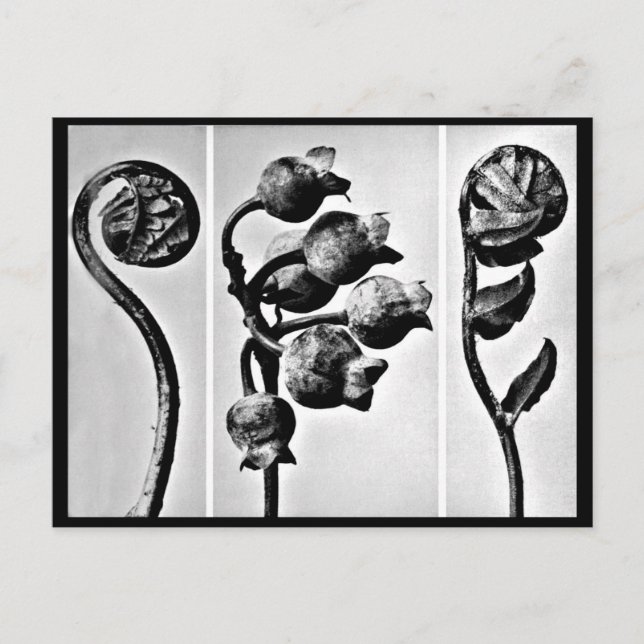 Postcard-Vintage Fotografie-Karl Blossfeldt 28 Postkarte (Vorderseite)