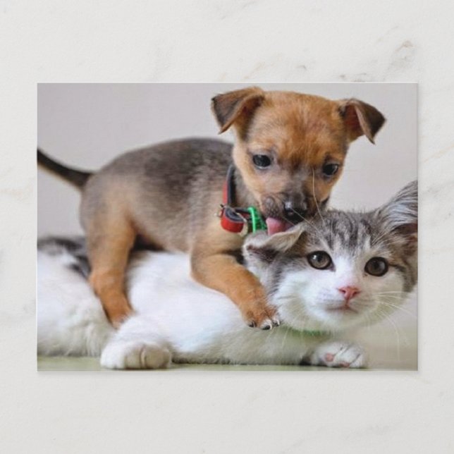 Postcard - Wash Time! Postkarte (Vorderseite)