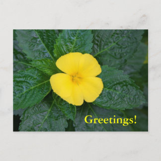 Postcard - West Indian Holly Postkarte