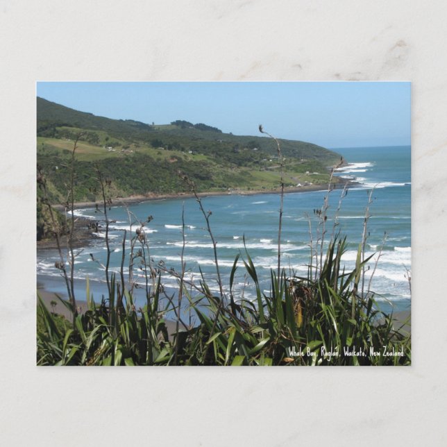 Postcard, Whale Bay, Raglan, Neuseeland Postkarte (Vorderseite)