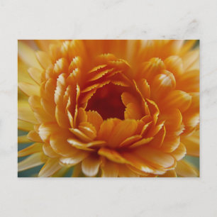 POSTCARD - Wüstenblüte Postkarte