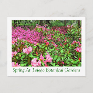 PostcardAZALEAS UND RHODODENDRON BEI TOLEDO BOTANI Postkarte