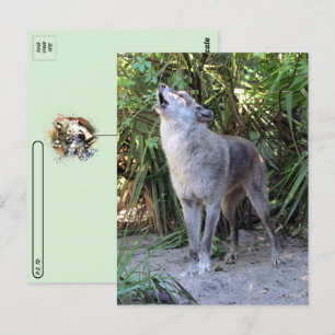 Postcross-Bild von Howling Wolf Postkarte