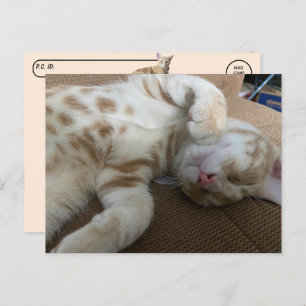 Postcross - Taz The Adorable Ginger Tabby - Katze Postkarte