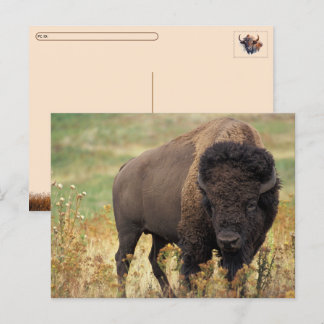 Postcrossing Amerikanischer Bison / Büffel Postkar Feiertagspostkarte