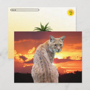 Postcrossing - Florida Bobcat mit atemberaubendem Postkarte