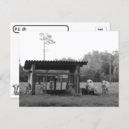 Postcrossing On the Ranch - Cows - Black and White Postkarte