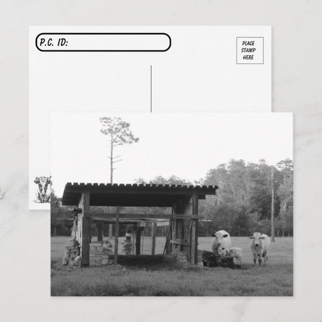 Postcrossing On the Ranch - Cows - Black and White Postkarte (Vorne/Hinten)