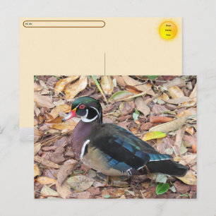 Postcrossing - Waldschnatter-Postkarte Feiertagspostkarte