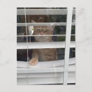 Postcrossing - Wo ist Mama Kat Postkarte