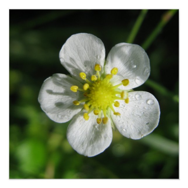 Poster (Vorderseite)