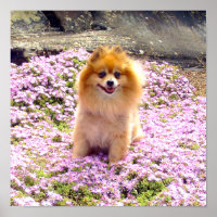 Poster 12x12 Spitz Marley mit rosa Blume