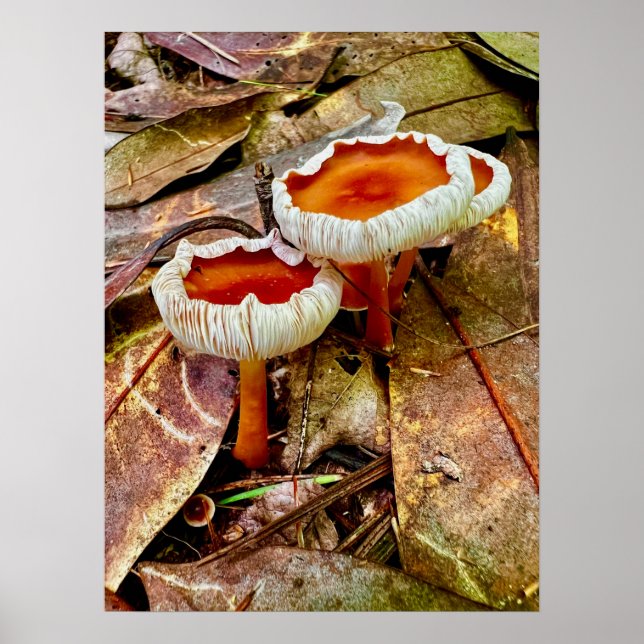 Poster 18 x 24 (Vorne)