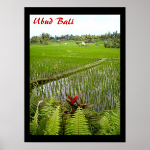 Poster (18" x 24") Der blühende Ubud Bali