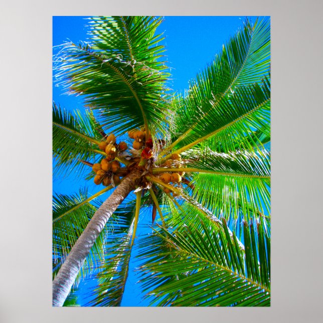 Poster (18" x 24") Palm Tree Vanuatu (Vorne)