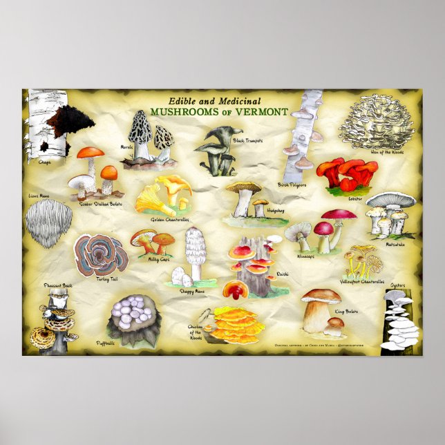 Poster 18x12 Pilze aus Vermont (Vorne)