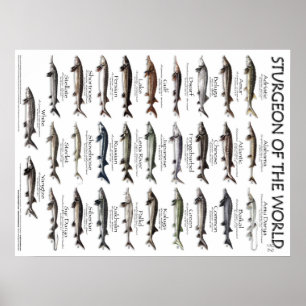 POSTER - 18X24 - STURGEON DER WELT