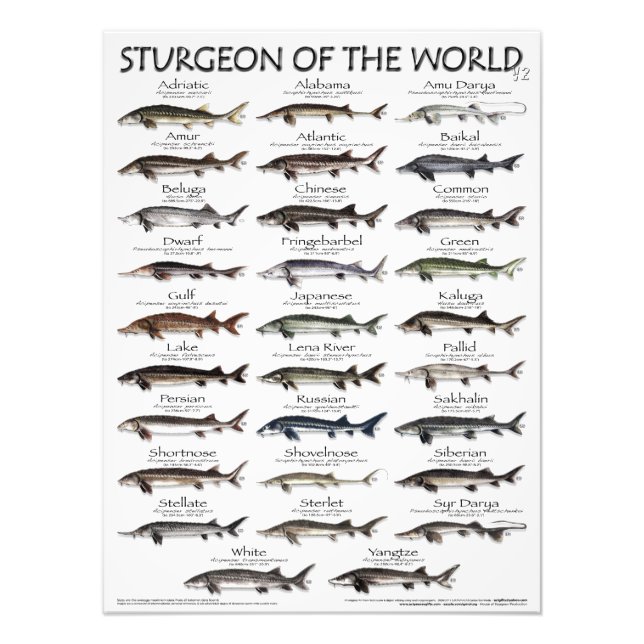 POSTER - 18X24 - STURGEON DER WELT - ERSTE JE (Vorne)