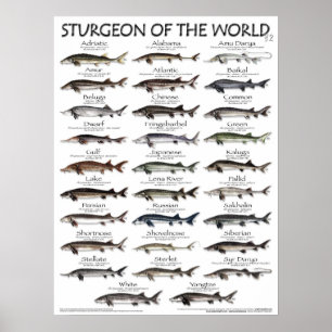 POSTER - 18X24 - STURGEON DER WELT - ERSTE JE