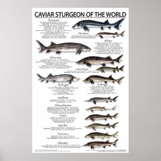 POSTER - 20x30 - KAVIAR STURGEON OF THE WORLD